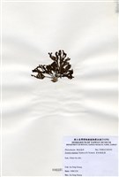 藏品(有柄褐扇藻)的圖片